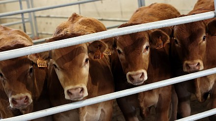 Empresários admitem risco do Brasil deixar de exportar carne para a UE