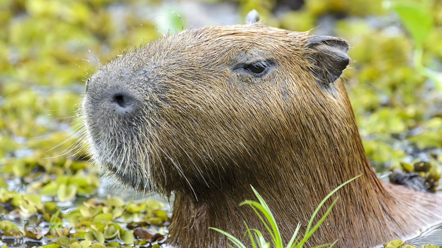Morre capivara resgatada após ser ferida com flecha na zona sul de SP