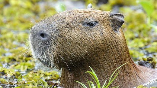 Morre capivara resgatada após ser ferida com flecha na zona sul de SP