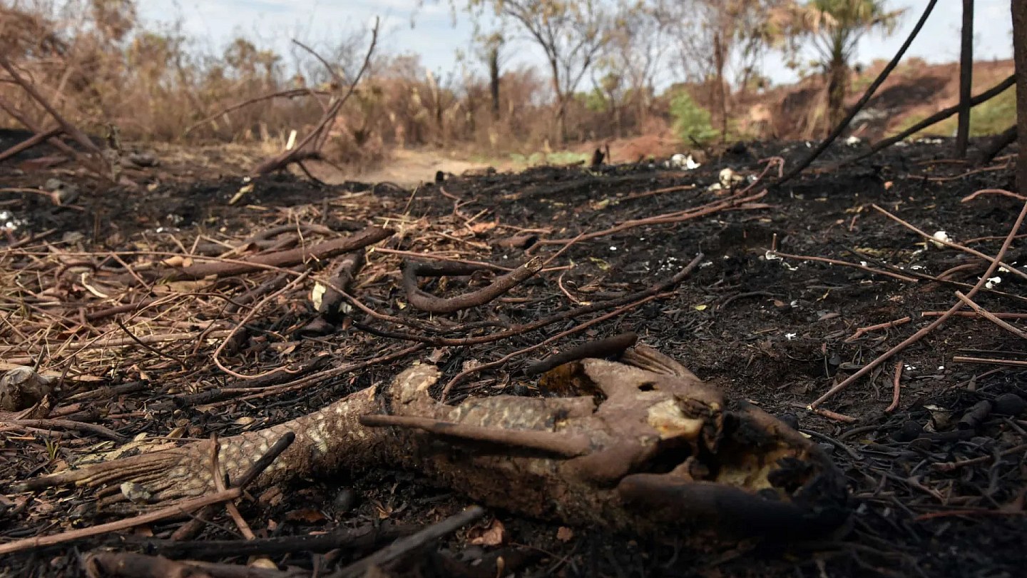 Burned area in Brazil is 31% below the historical average in 2025