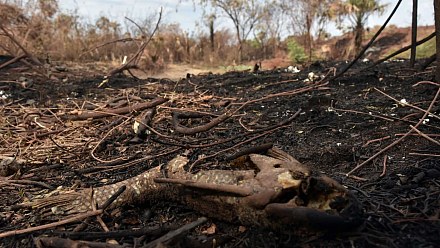 Burned area in Brazil is 31% below the historical average in 2025