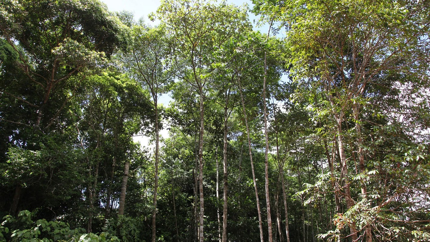 Amazon has lowest deforestation rate for the 1st half of a decade