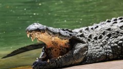 Israel advances with crocodile pit in Palestinian prison