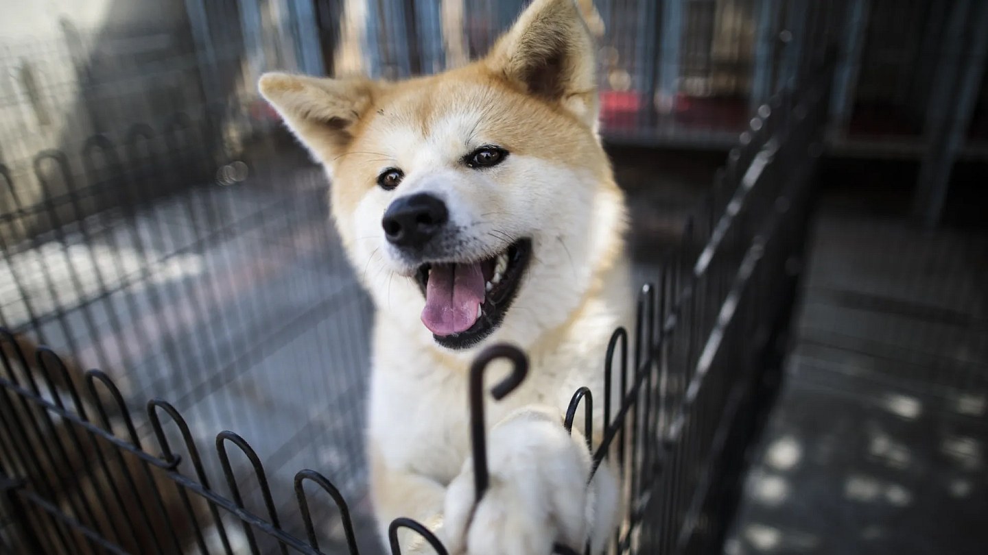 The ranking of the most intelligent dog breeds in the world