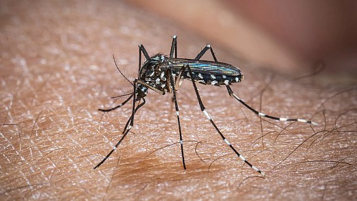 El Niño could increase cases of chikungunya and dengue in Brazil