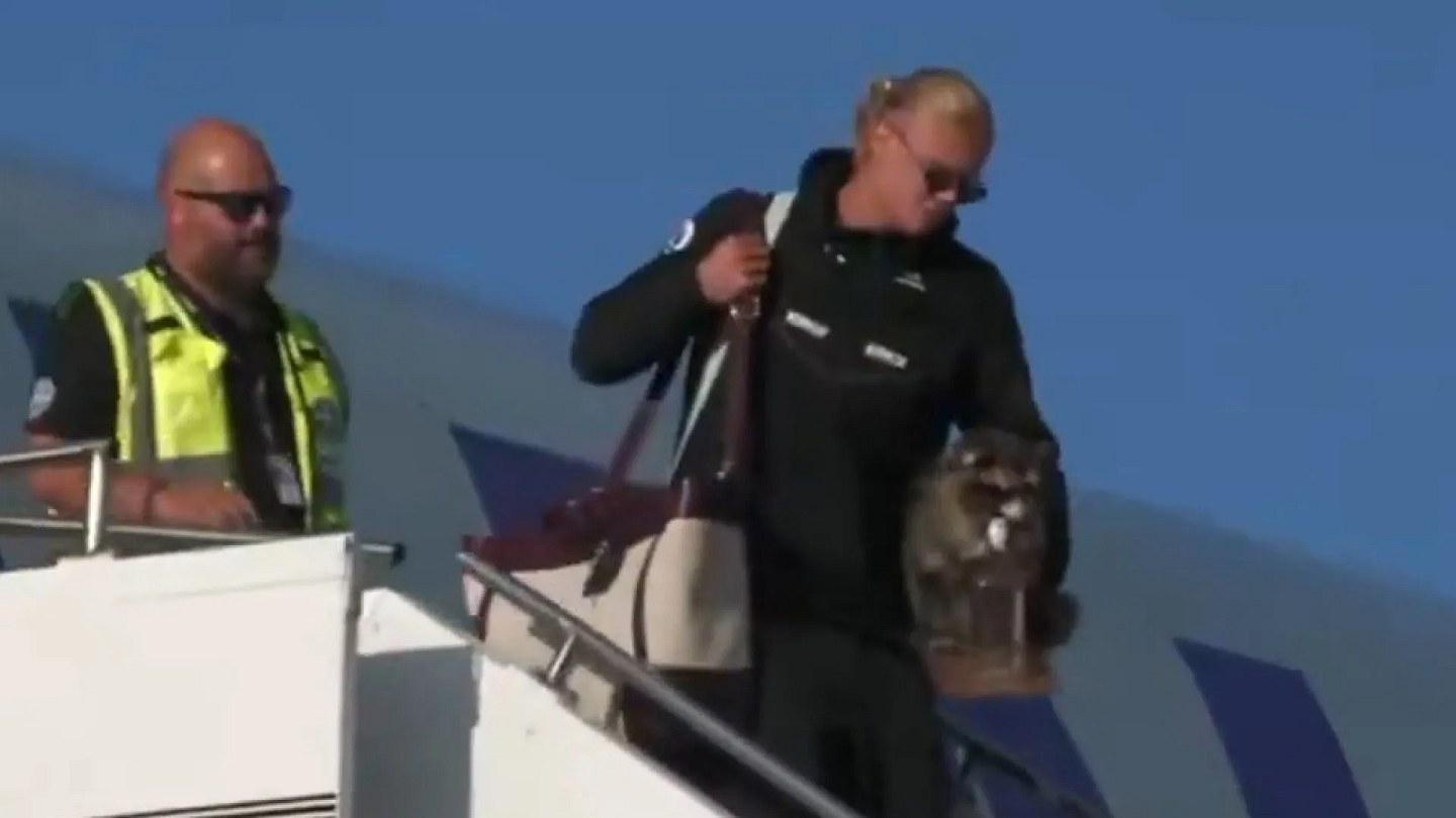 Haaland returns home with a raccoon under her arm; look