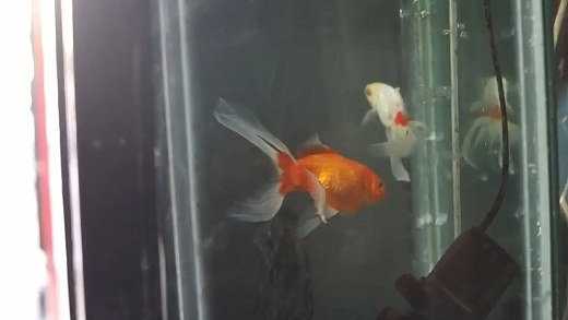 Tribunal argentino reconhece dois peixes dourados como seres sencientes