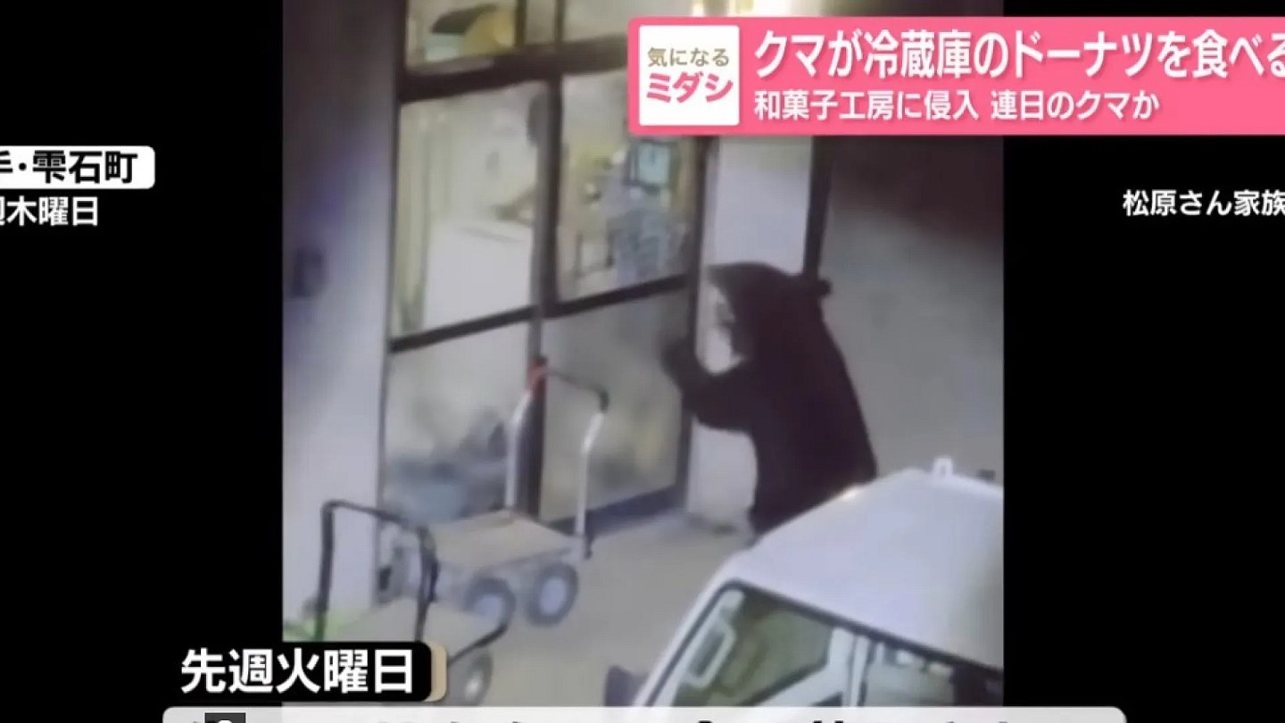 Bear invades 15 houses in Japan and even steals donuts from the fridge