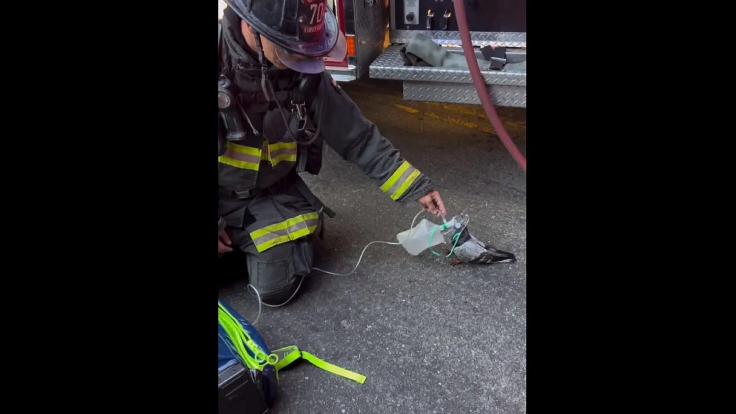 Pigeon receives oxygen from firefighters after inhaling smoke in fire; look