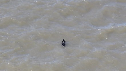 Dog missing for weeks is rescued while swimming in the USA; look