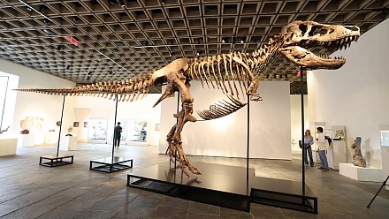 Gus, one of the largest T-Rex, was sold for a record price: R$255 million