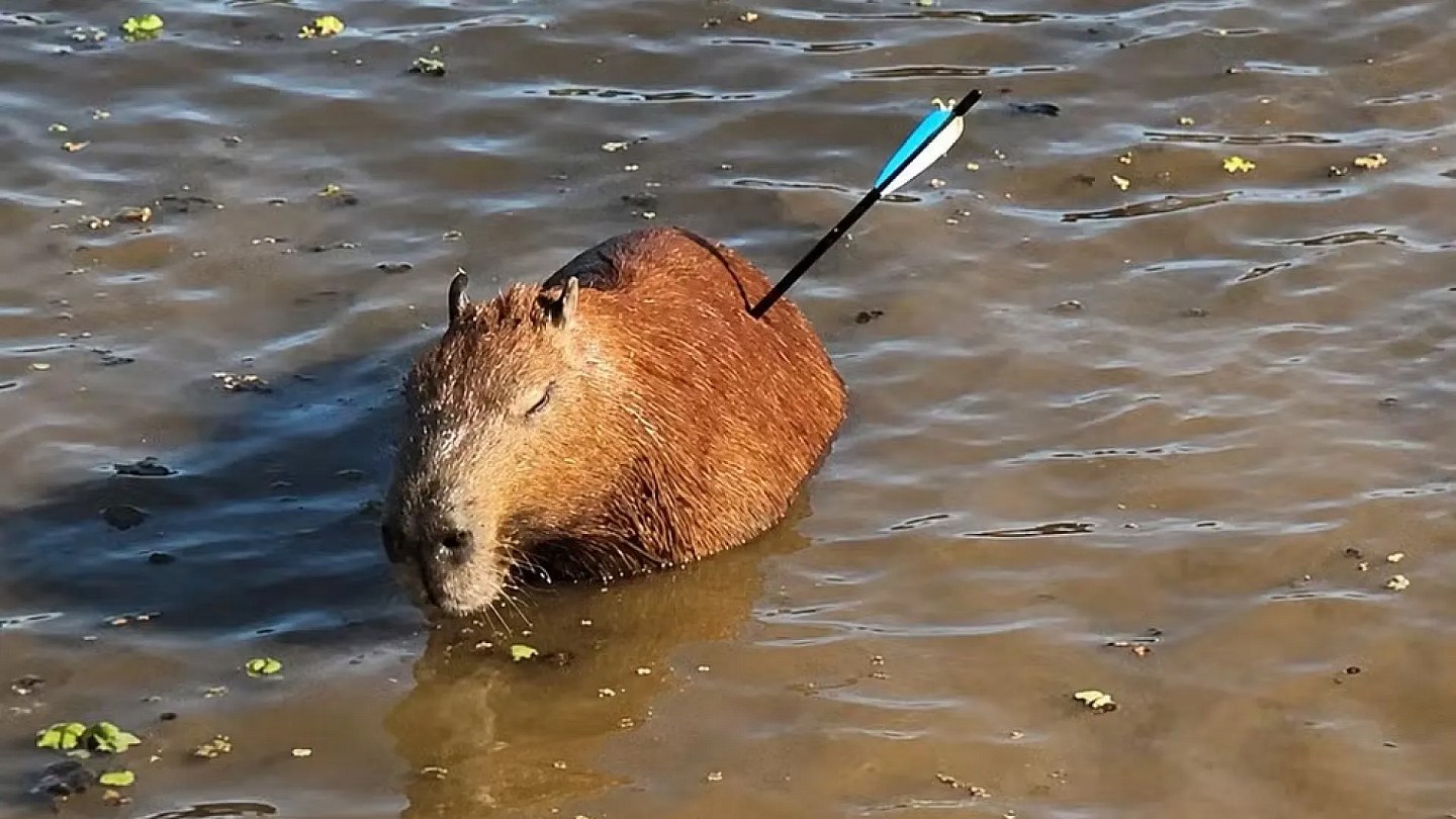 Capybara is found with an arrow stuck in its body in a reservoir in SP