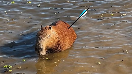 Capivara é encontrada com flecha cravada no corpo em represa de SP