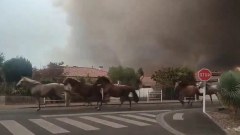 Vídeo: Cavalos são soltos para fugir de incêndio na França