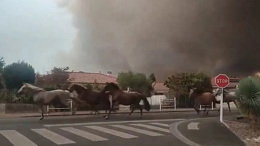Video: Horses are released to escape fire in France