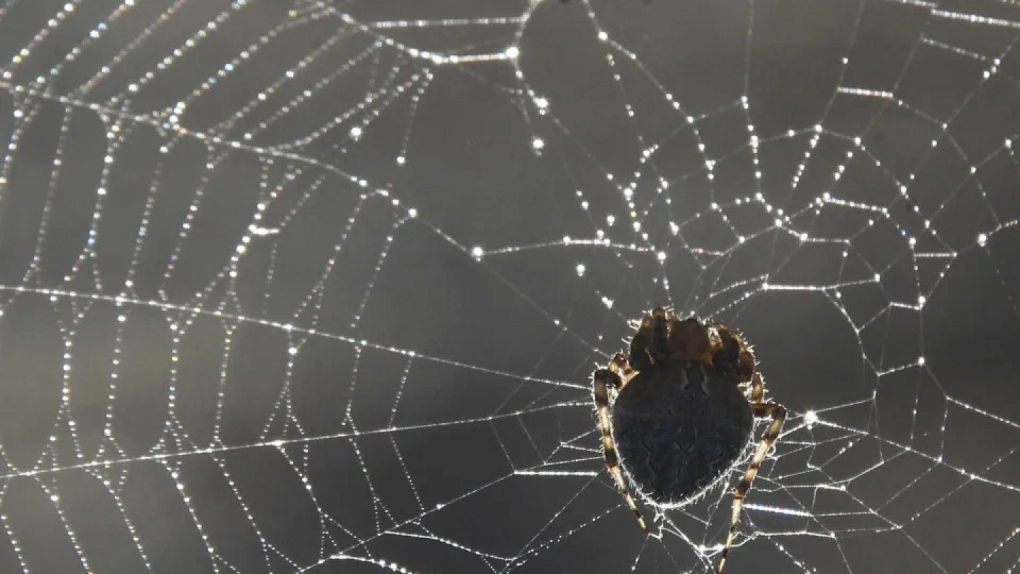 Woman in serious condition after attack by 15 spiders at camp in USA