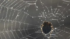 Woman in serious condition after attack by 15 spiders at camp in USA