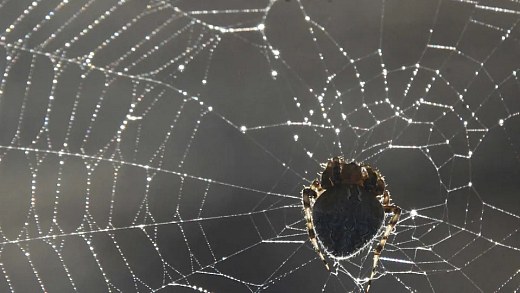 Woman in serious condition after attack by 15 spiders at camp in USA