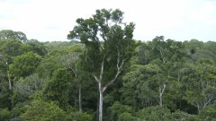 Deforestation has a new minimum record in 2025 in the Atlantic forest and Pampas