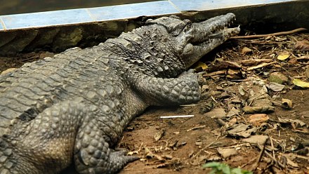 Boy attacked by crocodile has already undergone 5 surgeries and needs more