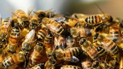 Brasil terá de provar à UE que não usa antibióticos para engordar abelhas