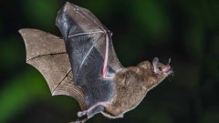 Surveillance confirms case of bat infected with rabies in Alto de Pinheiros