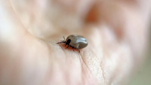 Mulher morre de febre maculosa no ABC; carrapatos foram encontrados em cães da vítima
