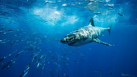Biologists find antidepressant in the brains of sharks off the coast of RJ