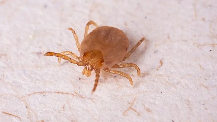 Minas Gerais records 20 cases and three deaths from spotted fever in 2026