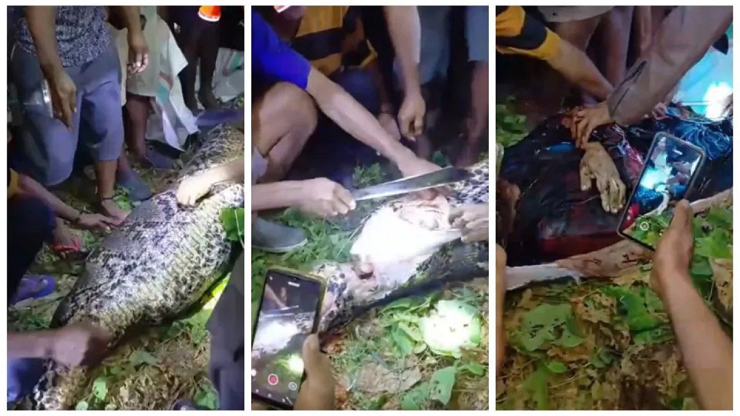 Strong Images: Man is devoured alive by 7-meter python; video