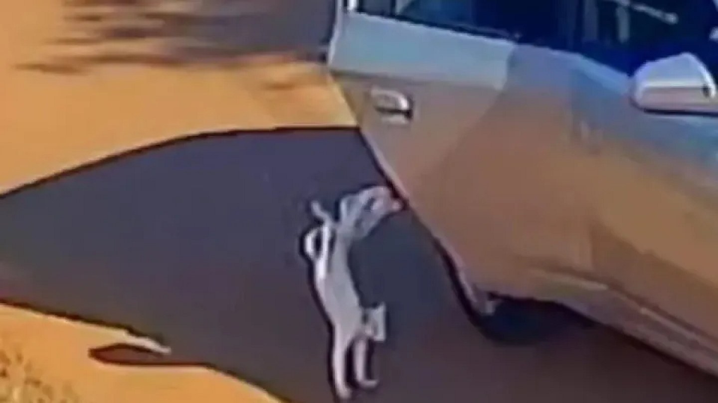 Mother and daughter arrested after cat was thrown from car and died after being run over