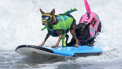 Dogs challenged the waves at the Canine Surfing World Cup.; see the images