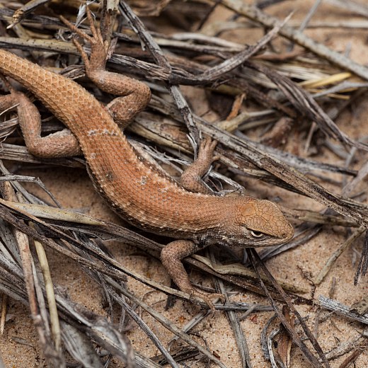 Dunes Sagebrush Lizard Stripped of Endangered Status by Judge